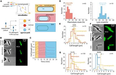 Hyperosmotic Shock Transiently Accelerates Constriction Rate in Escherichia coli